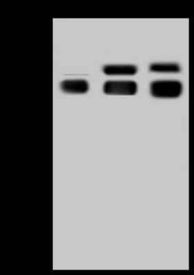 Western Blot: Serpin A8/Angiotensinogen Antibody (001) [NBP2-90541]