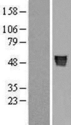 Western Blot: Serpin A8/Angiotensinogen Overexpression Lysate [NBL1-07391]