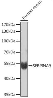 Western Blot: Serpin A9/Centerin AntibodyAzide and BSA Free [NBP2-93998]