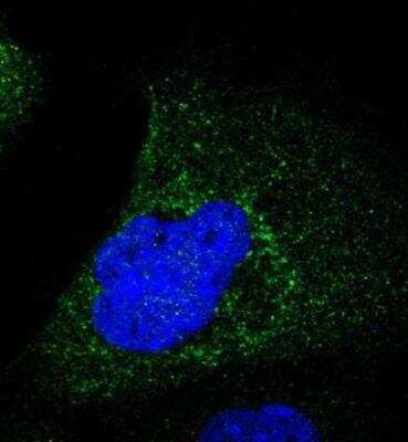 Immunocytochemistry/ Immunofluorescence: Serpin B5/Maspin Antibody [NBP1-87780]