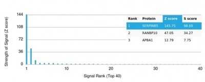 Protein Array: Serpin B5/Maspin Antibody (SERPINB5/4972) - Azide and BSA Free [NBP3-14135]