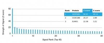 Protein Array: Serpin B5/Maspin Antibody (SERPINB5/4977) - Azide and BSA Free [NBP3-14137]