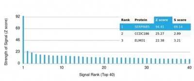 Protein Array: Serpin B5/Maspin Antibody (SERPINB5/4977) [NBP3-13734]