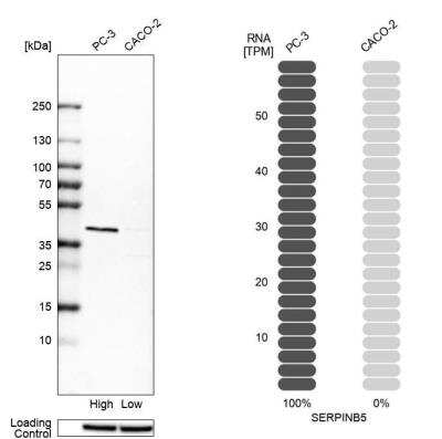 Western Blot: Serpin B5/Maspin Antibody [NBP1-87779]