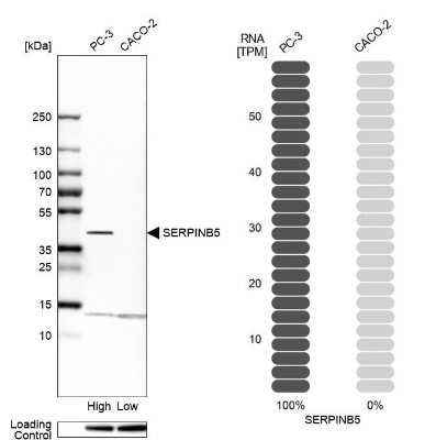 Western Blot: Serpin B5/Maspin Antibody [NBP1-87780]
