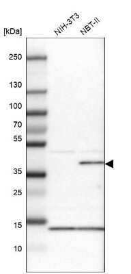 Western Blot: Serpin B5/Maspin Antibody [NBP1-87780]