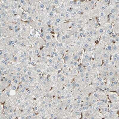 Immunohistochemistry-Paraffin: Serpin B6 Antibody [NBP1-86642]