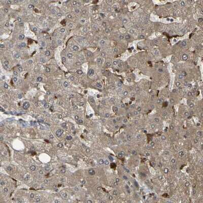 Immunohistochemistry-Paraffin: Serpin B6 Antibody [NBP1-86643]