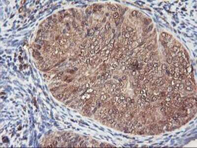 Immunohistochemistry: Serpin B6 Antibody (OTI1C5) - Azide and BSA Free [NBP2-74111]