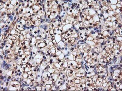 Immunohistochemistry: Serpin B6 Antibody (OTI1C5) - Azide and BSA Free [NBP2-74111]