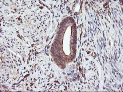 Immunohistochemistry: Serpin B6 Antibody (OTI1C5) - Azide and BSA Free [NBP2-74111]