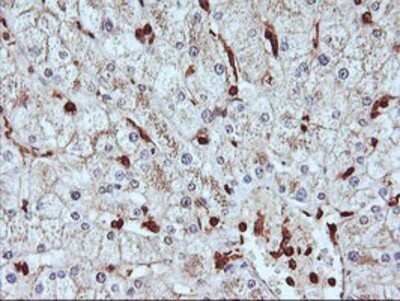 Immunohistochemistry: Serpin B6 Antibody (OTI1C5) - Azide and BSA Free [NBP2-74111]