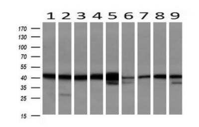 Western Blot: Serpin B6 Antibody (OTI1C5)Azide and BSA Free [NBP2-74111]