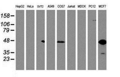 Western Blot: Serpin B6 Antibody (OTI1C5)Azide and BSA Free [NBP2-74111]