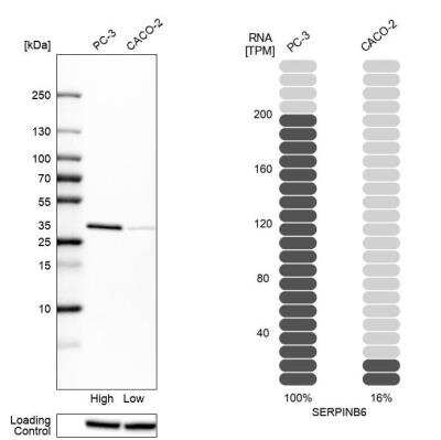 Western Blot: Serpin B6 Antibody [NBP1-86643]