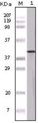 Western Blot: Serpin B8/Proteinase Inhibitor 8 Antibody (3G2E1D9)BSA Free [NB110-60510]