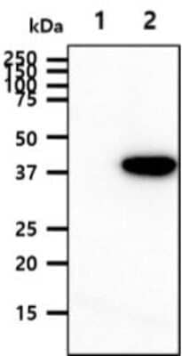 Western Blot: Serpin E1/PAI-1 Antibody (1C5)BSA Free [NBP2-59495]