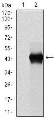 Western Blot: Serpin E1/PAI-1 Antibody (1D5)BSA Free [NBP2-37532]