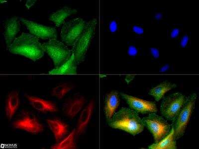 Immunocytochemistry/ Immunofluorescence: Serpin E1/PAI-1 Antibody - BSA Free [NBP1-19773]