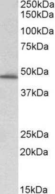 Western Blot: Serpin E1/PAI-1 Antibody [NB100-1498]