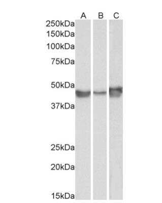 Western Blot: Serpin E1/PAI-1 Antibody [NB100-1498]