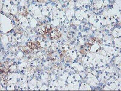 Immunohistochemistry-Paraffin: Serpin E2/PN1 Antibody (OTI2C9) [NBP2-01984]