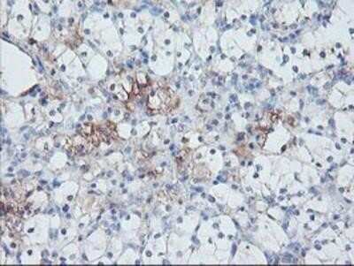 Immunohistochemistry: Serpin E2/PN1 Antibody (OTI2C9) - Azide and BSA Free [NBP2-74117]