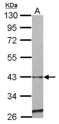 Western Blot: Serpin E2/PN1 Antibody [NBP2-20314]