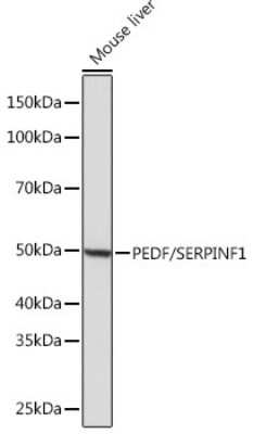 Western Blot: Serpin F1/PEDF Antibody (4H0C5) [NBP3-16195]