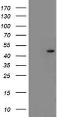 Western Blot: Serpin F1/PEDF Antibody (OTI1F7)Azide and BSA Free [NBP2-74119]