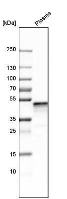 Western Blot: Serpin F1/PEDF Antibody [NBP1-83972]