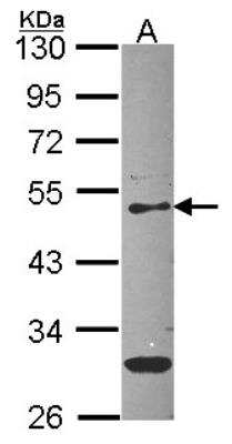 Western Blot: Serpin F1/PEDF Antibody [NBP2-19767]