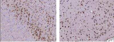 Immunohistochemistry-Paraffin: Serpin I1/Neuroserpin Antibody (002) [NBP2-90745]