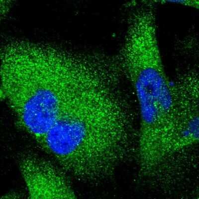 Immunocytochemistry/ Immunofluorescence: Serpin I1/Neuroserpin Antibody [NBP1-82587]