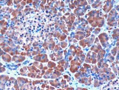 Immunohistochemistry-Paraffin: Serpin I2 Antibody [NB100-1782]