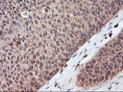 Immunohistochemistry-Paraffin: Serpin B6 Antibody (OTI1C5) [NBP2-01650]