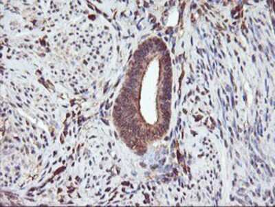 Immunohistochemistry-Paraffin: Serpin B6 Antibody (OTI1C5) [NBP2-01650]