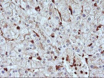 Immunohistochemistry-Paraffin: Serpin B6 Antibody (OTI1C5) [NBP2-01650]