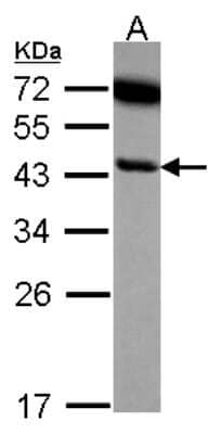 Western Blot: Serpin B6 Antibody [NBP2-20311]