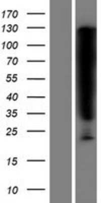 Western Blot: Serpin B6 Overexpression Lysate [NBP2-07855]