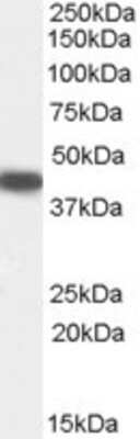 Western Blot: SerpinB9 Antibody [NB100-58965]