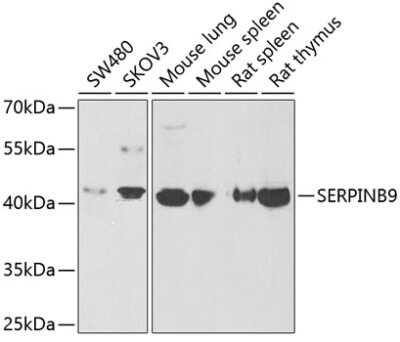 Western Blot: SerpinB9 AntibodyBSA Free [NBP2-93879]