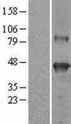 Western Blot: SerpinB9 Overexpression Lysate [NBL1-15851]