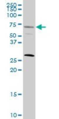 Western Blot: Serum Response Factor SRF Antibody (1C8) [H00006722-M02]