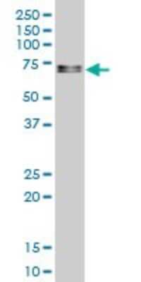 Western Blot: Serum Response Factor SRF Antibody (1E1) [H00006722-M03]