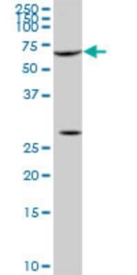 Western Blot: Serum Response Factor SRF Antibody (1E1) [H00006722-M03]