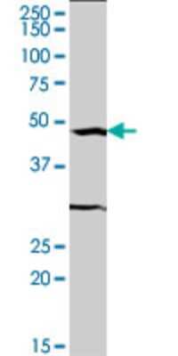 Western Blot: Serum Response Factor SRF Antibody (2C9) [H00006722-M04]