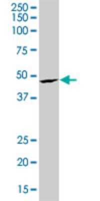 Western Blot: Serum Response Factor SRF Antibody (4D2) [H00006722-M05]