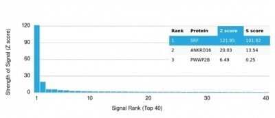 Protein Array: Serum Response Factor SRF Antibody (PCRP-SRF-1F1) [NBP3-13784]
