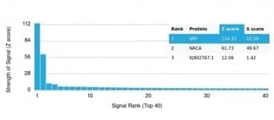 Protein Array: Serum Response Factor SRF Antibody (PCRP-SRF-1F7) - Azide and BSA Free [NBP3-14188]